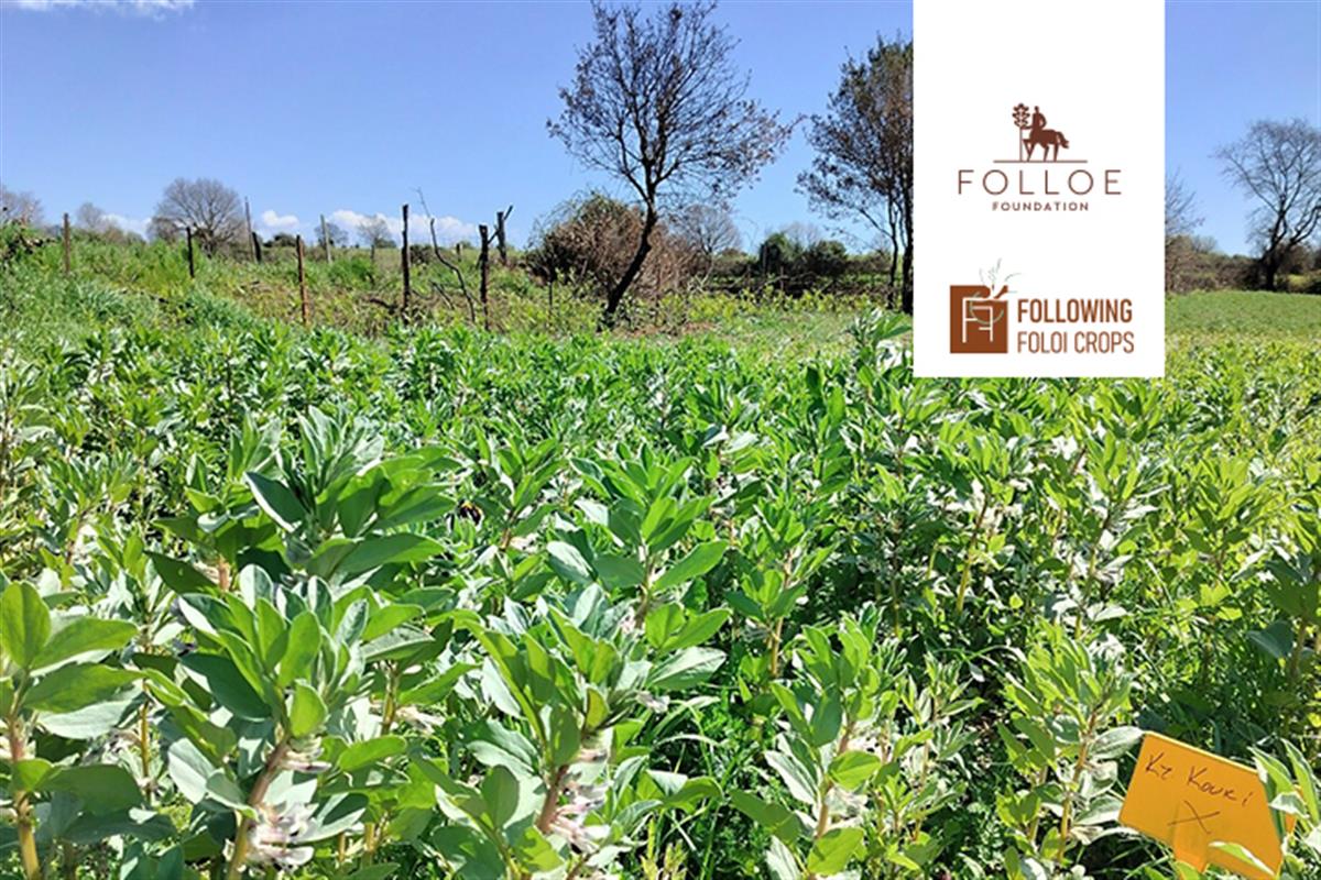 Following Foloi Crops